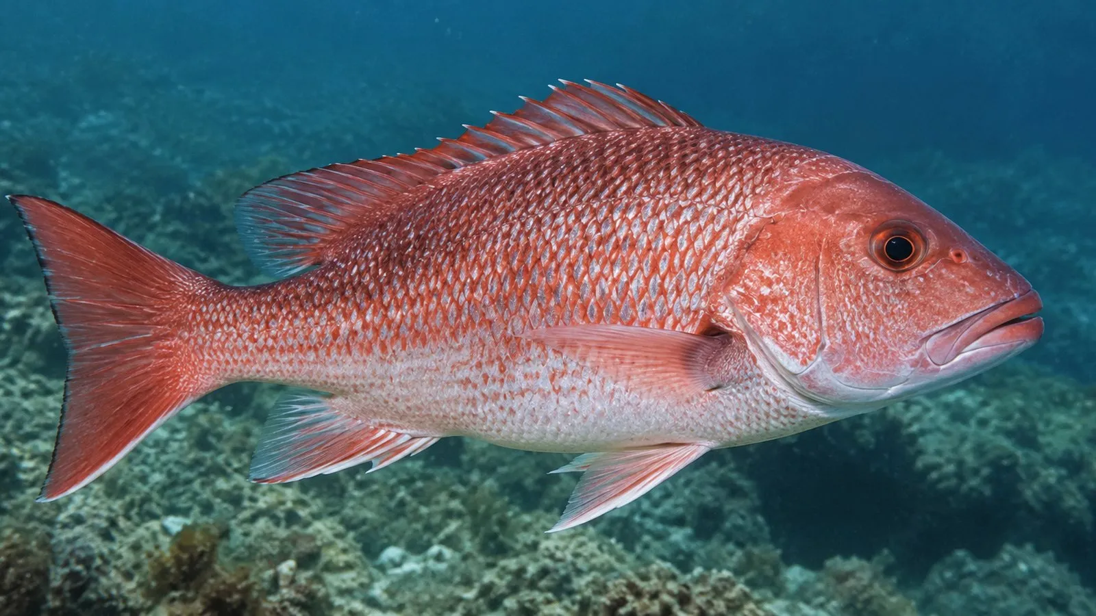 A red snapper